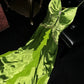 Grünes stilvolles und elegantes langes Ballkleid aus Satin mit Spaghettiträgern, NV5396